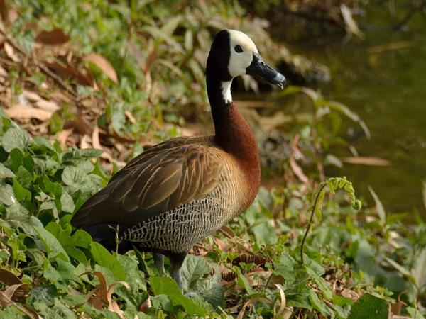 <h3><a href="/trips/salesopolis-2014/biota/animalia/chordata/aves/007 anseriformes/003 anatidae/dendrocygna viduata/dendrocygna viduata-nl.html">Dendrocygna&nbsp;viduata</a> / White‑faced&nbsp;whistling&nbsp;duck / Witwangfluiteend</h3><p>Deze witwangfluiteend liet zich van dichtbij vastleggen.  Het voordeel van vogelen in een park is dat de vogels aan mensen gewend zijn, en zich makkelijk laten benaderen.  Dan kun je met een gewone lens toch mooie foto's maken.</p>NIKON D7100 met AF-S DX VR Zoom-Nikkor 18-200mm f/3.5-5.6G IF-ED [II], 1/1000 sec  bij F6.3, ISO 400, afstand 5.96&nbsp;m